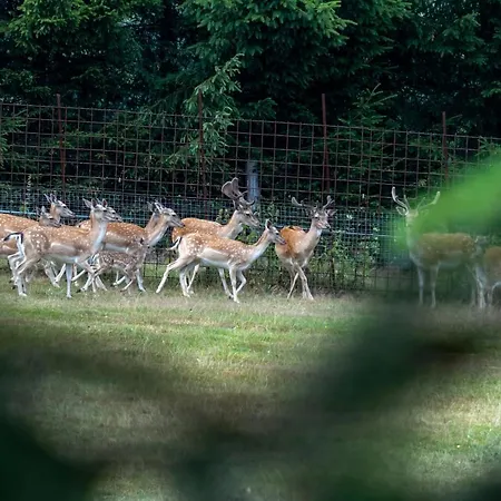 Obytny Posed Sach Tente de luxe Dačice